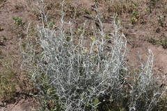 Tetradymia comosa