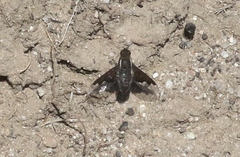 Hemipenthes seminiger