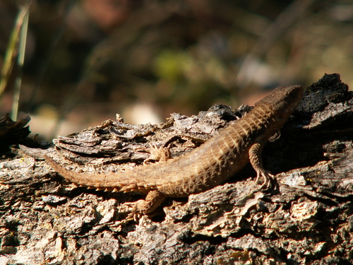 Jones’ Girdled Lizard, Cordylus jonesii