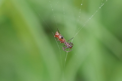 Micrathena swainsoni