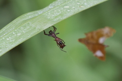 Micrathena swainsoni