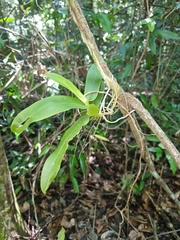 Peristeranthus hillii