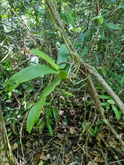 Peristeranthus hillii