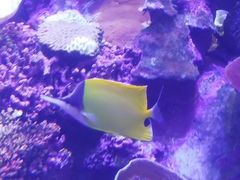 Forcipiger
