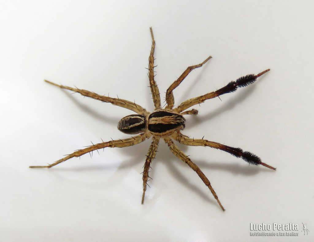 Pardosa plumipedata