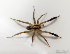 Pardosa plumipedata