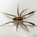 Pardosa plumipedata - Photo (c) Luciano Peralta, some rights reserved (CC BY-NC), uploaded by Luciano Peralta