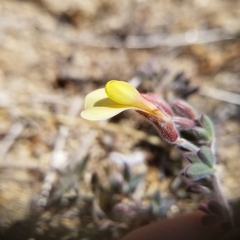 Acmispon neomexicanus