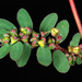 Euphorbia prostrata - Photo (c) Douglas Goldman, μερικά δικαιώματα διατηρούνται (CC BY-NC), uploaded by Douglas Goldman