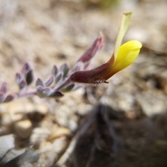 Acmispon neomexicanus