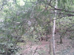Taxus globosa