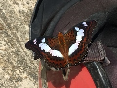 Moduza procris milonia
