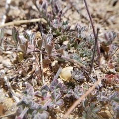 Acmispon neomexicanus