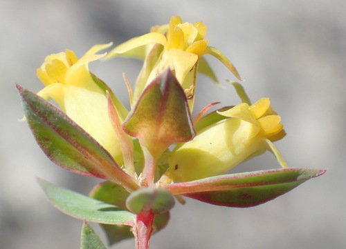Image of Penaea acutifolia by (c) Nicola van Berkel, some rights reserved (CC BY-SA)