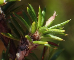 Cliffortia stricta