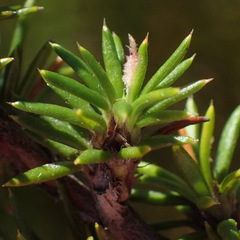Cliffortia stricta