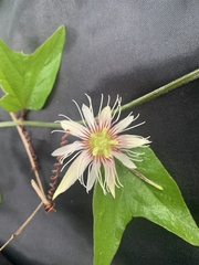 Passiflora cisnana
