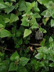 Ageratina adenophora image