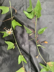 Passiflora cisnana