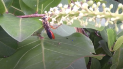 Sphex jamaicensis