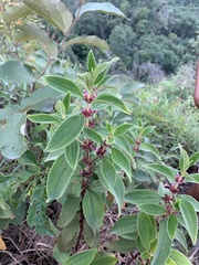 Miconia rubra