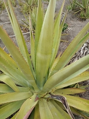Agave fourcroydes