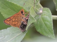 Taractrocera luzonensis