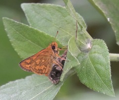 Taractrocera luzonensis