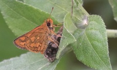 Taractrocera luzonensis