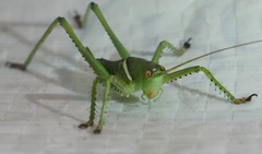 Neobarrettia spinosa