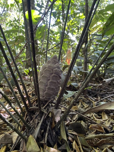 Fairchild’s Zamia (Zamia fairchildiana)