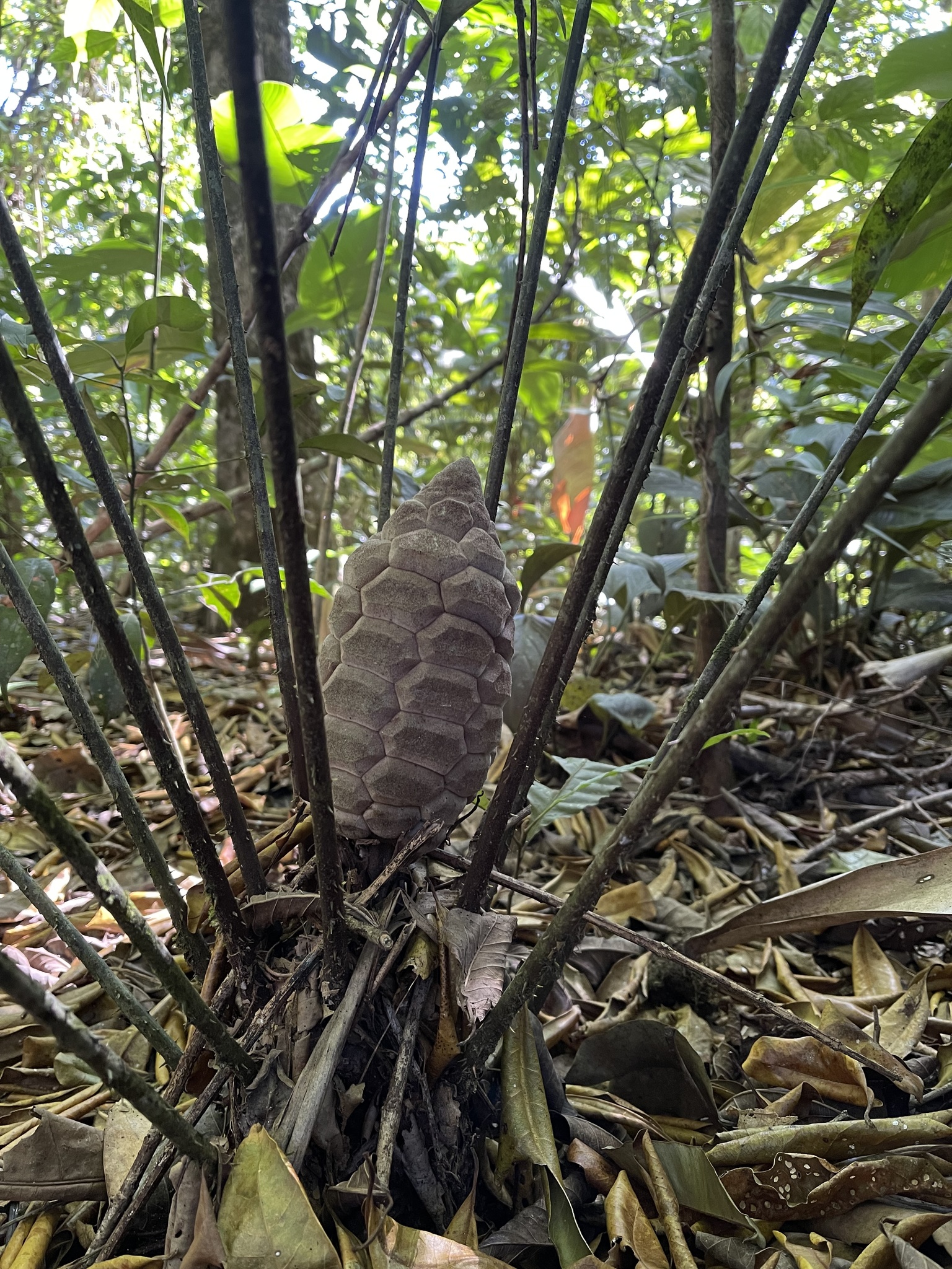 Fairchild’s Zamia (Zamia fairchildiana)
