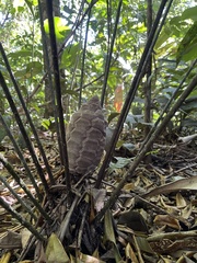 Zamia fairchildiana, photograph (c) David A. Rodríguez Arias, some rights reserved (CC BY)
