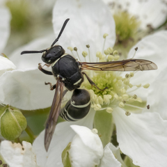 Euodynerus planitarsis