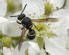 Euodynerus planitarsis