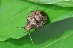 Antiteuchus mixtus - Photo (c) Frederico Acaz Sonntag, algunos derechos reservados (CC BY-NC), subido por Frederico Acaz Sonntag