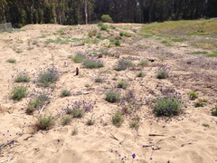 Gilia capitata chamissonis