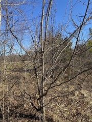 Peraphyllum ramosissimum