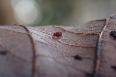 Dicyrtomina ornata