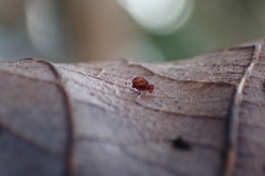 Dicyrtomina ornata