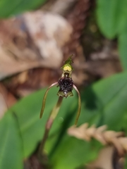 Chiloglottis diphylla