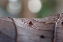 Dicyrtomina ornata