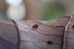 Dicyrtomina ornata