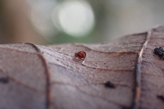 Dicyrtomina ornata