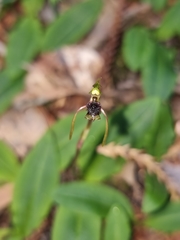 Chiloglottis diphylla