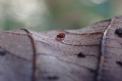 Dicyrtomina ornata