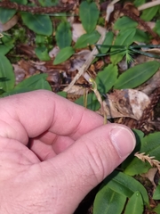 Chiloglottis diphylla