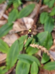 Chiloglottis diphylla