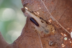 Coleoptera