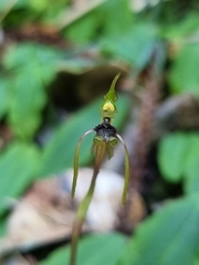 Chiloglottis diphylla